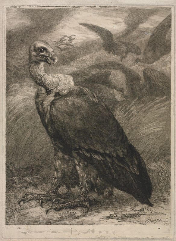 Félix Bracquemond - Vulture