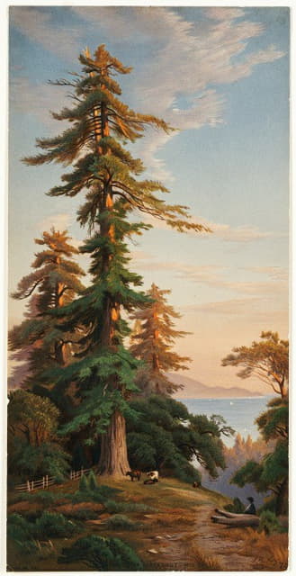 John Ross Key - Redwood Trees, Santa Cruz Mts., Cal