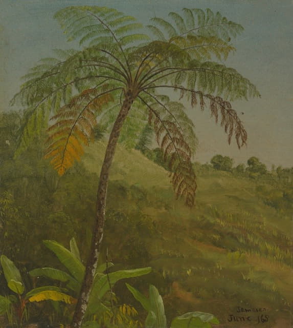 Frederic Edwin Church - Palm Tree, Jamaica