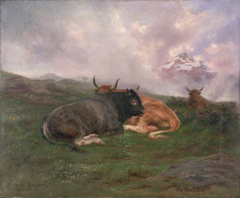 阿尔卑斯山山坡上休息的牛