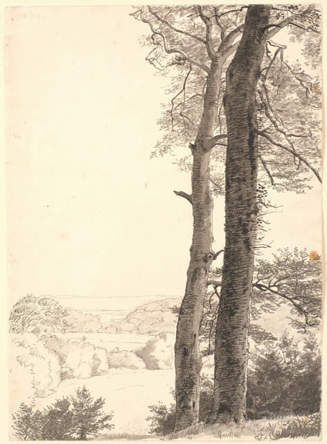 斯卡里茨岛的景观，前景中有两棵高大的树木