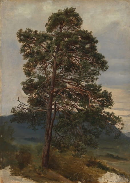 Adolph Tidemand - Study of a Pine Tree