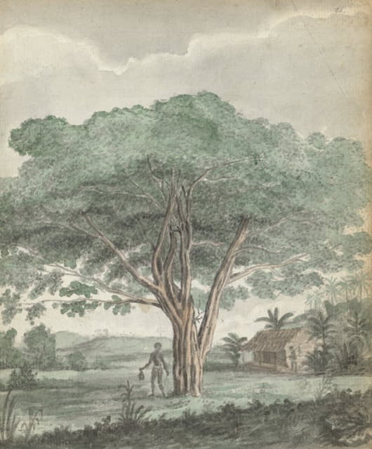 锡兰树