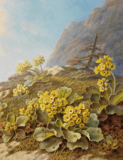 Pauline Halm-Flechner - ‘Primula auricula’, Cowslips