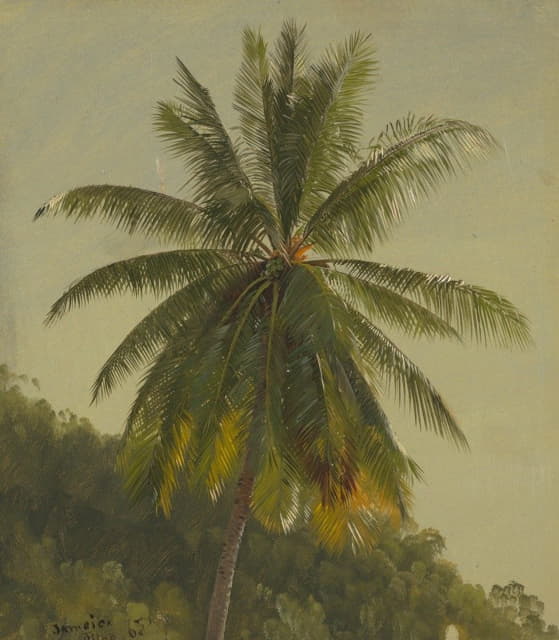 西印度群岛的棕榈树