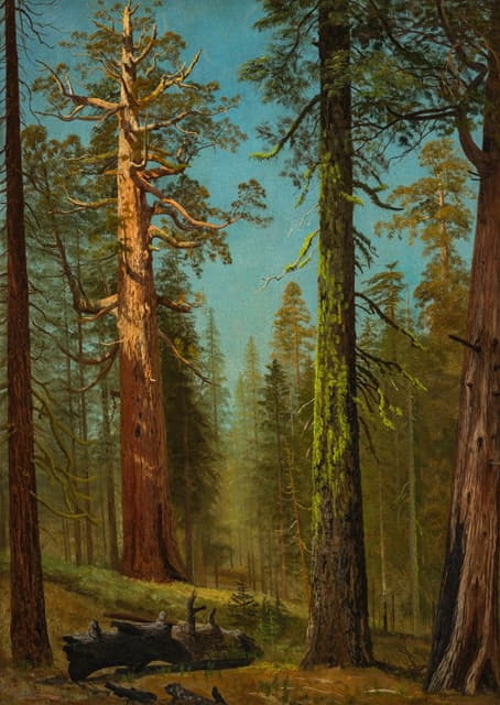 加利福尼亚州马里波萨格罗夫的大灰熊红杉