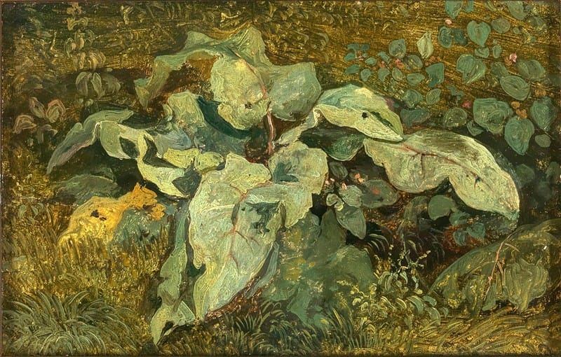 Theodor Petter - Meadow Plants