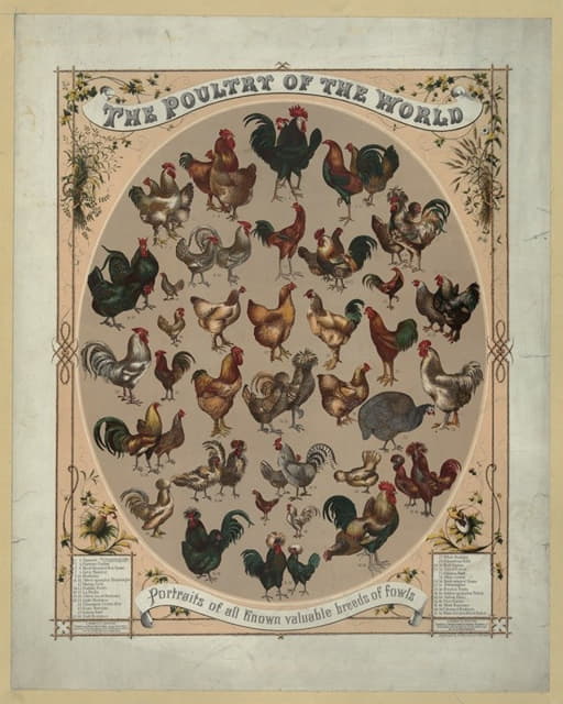 《世界家禽》是所有已知的珍贵家禽品种的肖像