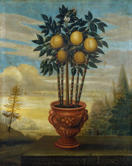 David von Cöln - Orangeträd i urna