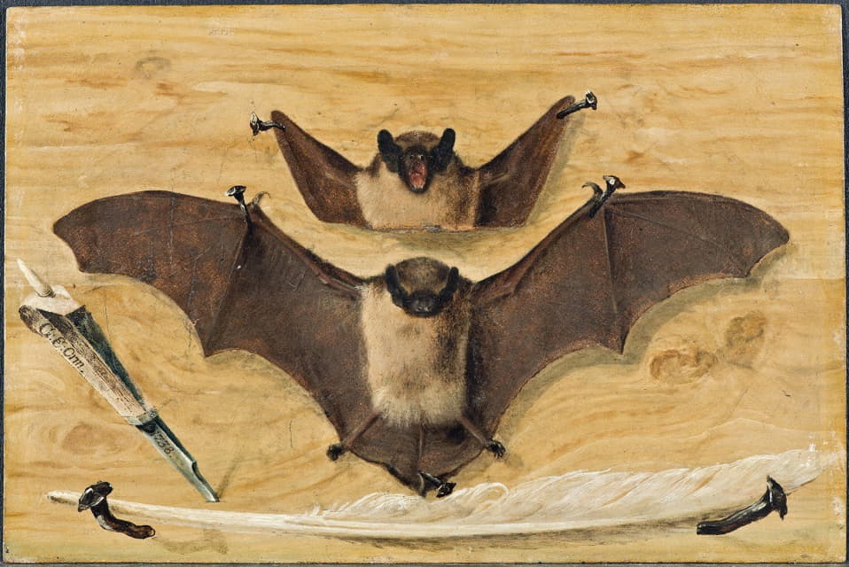 Trompe l'oeil两只蝙蝠被钉在木墙上，刀和羽毛笔