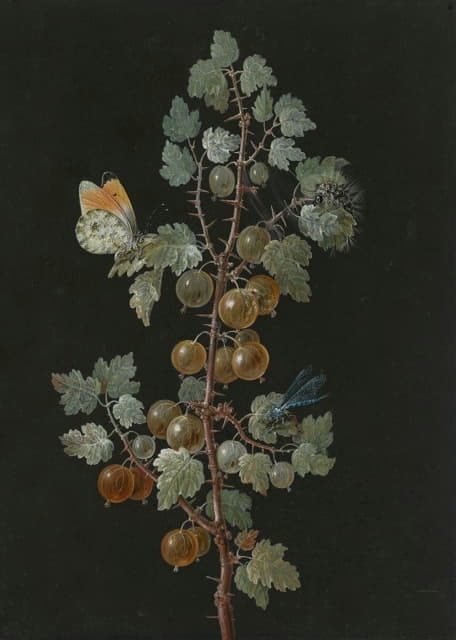 Barbara Dietzsch - A Branch of Gooseberries with a Dragonfly, an Orange-Tip Butterfly, and a Caterpillar