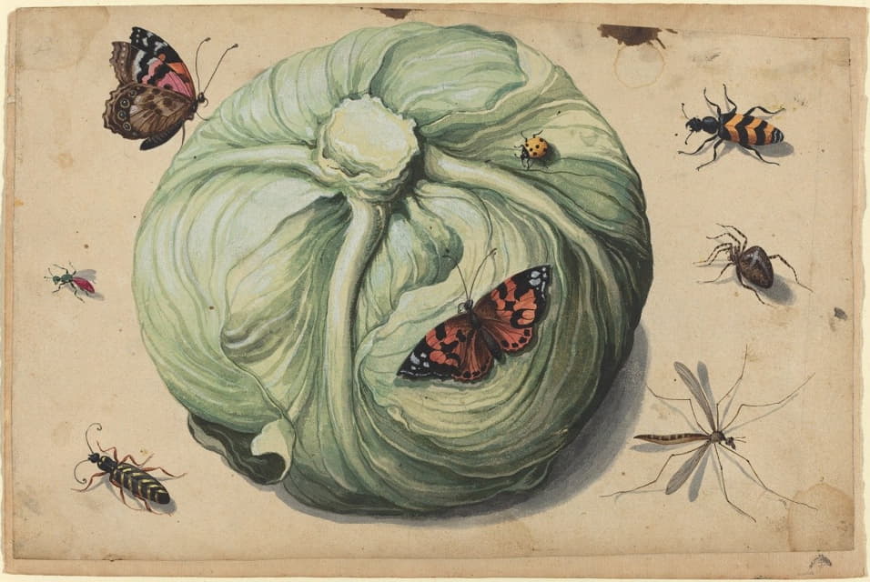 Anonymous - Head of Cabbage with Insects