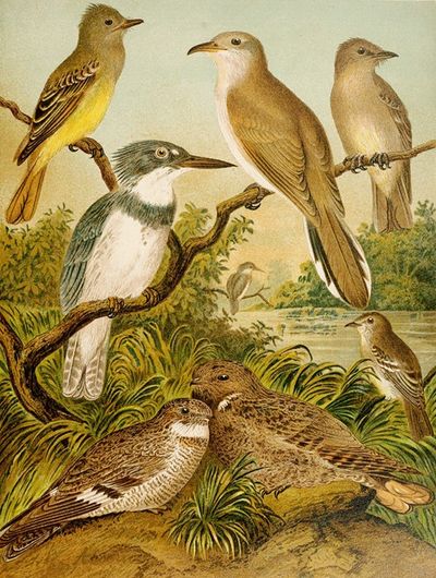 Die Nordamerikanische Vogelwelt pl34