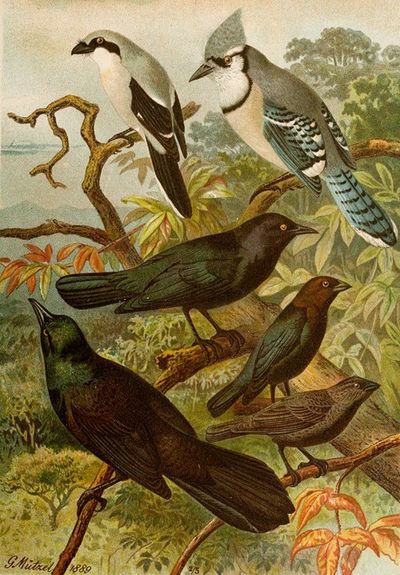 Die Nordamerikanische Vogelwelt pl18