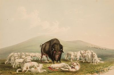 Buffalo Hunt, White Wolves Attacking A Buffalo Bull