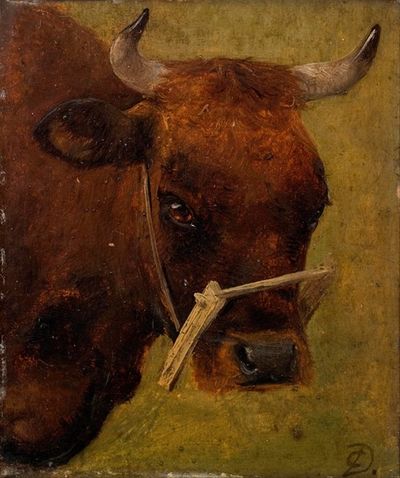 Head of a cow. Study