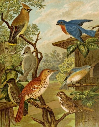 Die Nordamerikanische Vogelwelt pl06