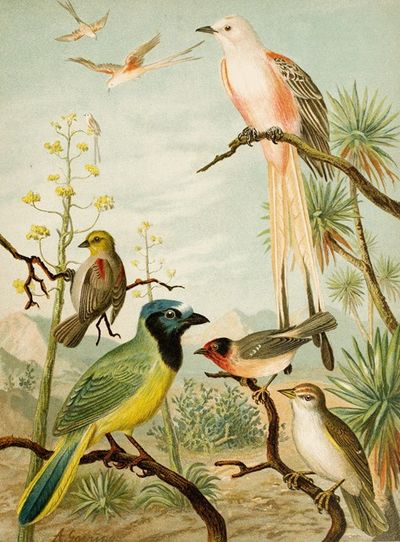Die Nordamerikanische Vogelwelt pl32