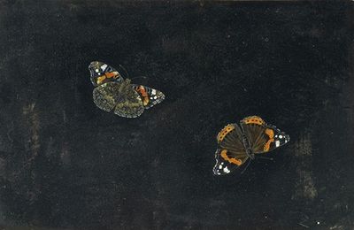 Zwei Schmetterlinge