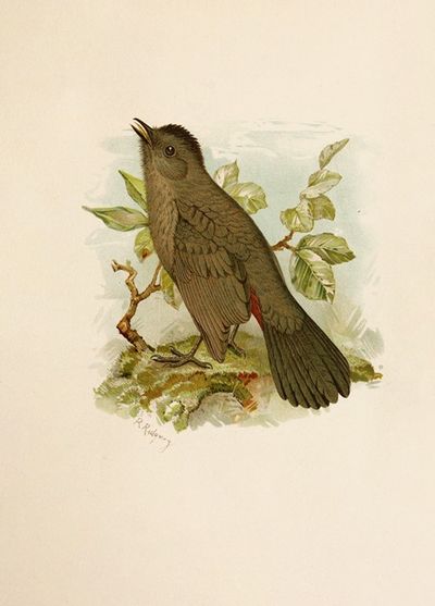 Die Nordamerikanische Vogelwelt pl05