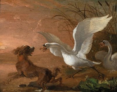 A swan attacking a dog