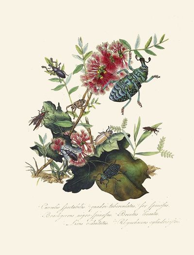 An epitome of the natural history of the insects of New Holland, New Zealand Pl.03
