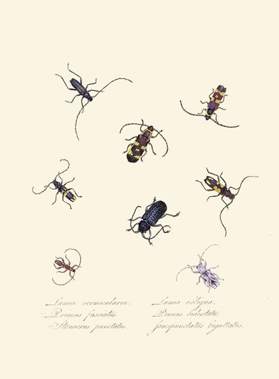 An epitome of the natural history of the insects of New Holland, New Zealand Pl.05