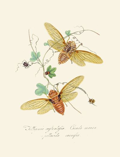 An epitome of the natural history of the insects of New Holland, New Zealand Pl.09