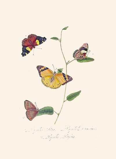 An epitome of the natural history of the insects of New Holland, New Zealand Pl.25