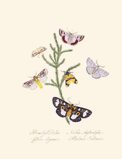 An epitome of the natural history of the insects of New Holland, New Zealand Pl.35