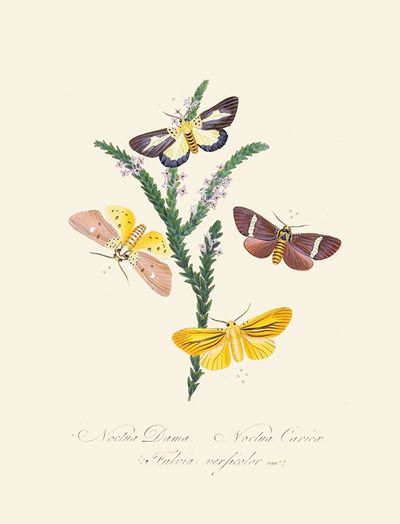 An epitome of the natural history of the insects of New Holland, New Zealand Pl.38