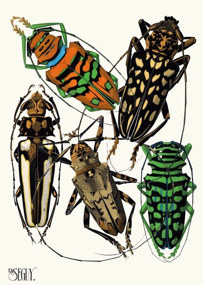 Insectes Pl.15
