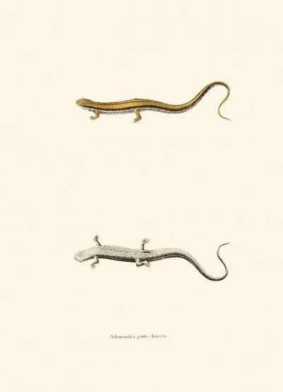 Salamandra gutto-lineata