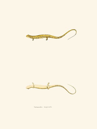 Salamandra longicauda