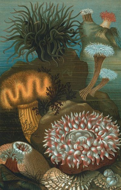 Sea-Anemones.