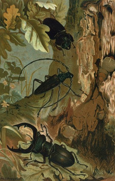 Stag Beetle, and Longicorn Beetle.