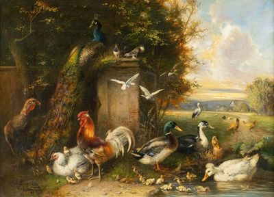 Poultry with chicken, ducks and peacock