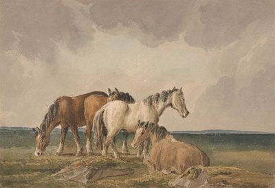 Four Ponies on a Welsh Moor
