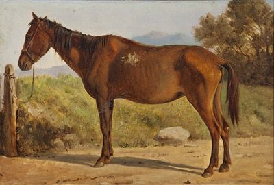 Rosinante (Study of an old standing horse)