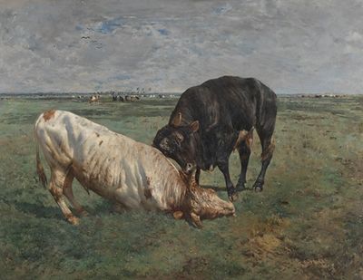 Fight between two young bulls