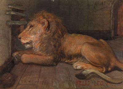 Lion in Artis, Amsterdam