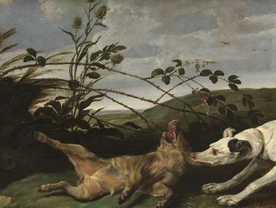 A Greyhound Catching a Young Wild Boar