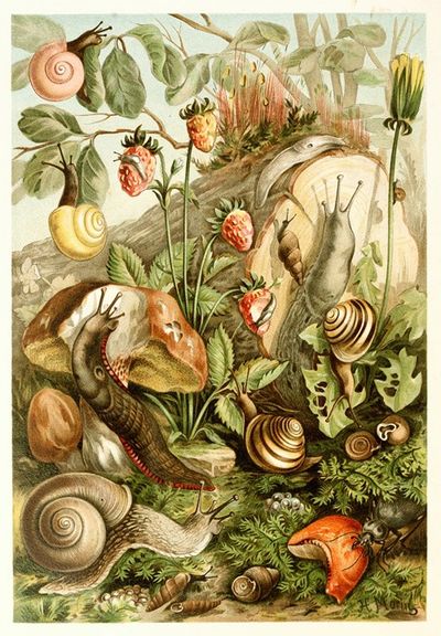 Land molluscs