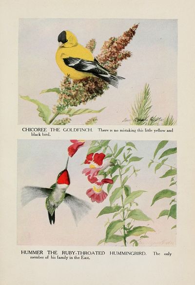 Chicoree the Goldfinch, Hummer the Ruby-throated Hummingbird