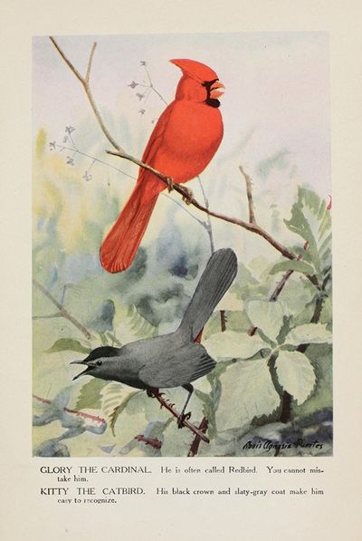 Glory the Cardinal, Kitty the Catbird