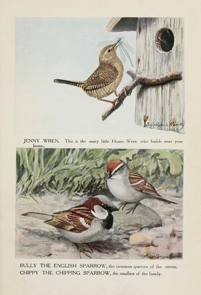 Jenny Wren, Bully the English Sparrow, Chippy the Chipping Sparrow