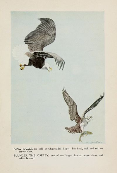 King Eagle, Plunger the Osprey
