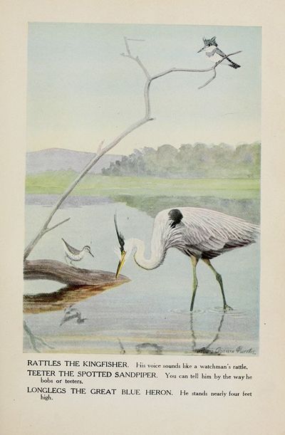 Rattles the Kingfisher, Teeter the Spotted Sandpiper, Longlegs the Great Blue Heron