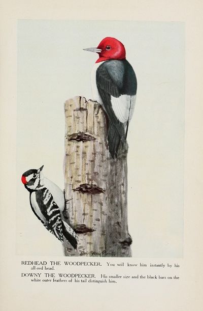Redhead the Woodpecker, Downy the Woodpecker