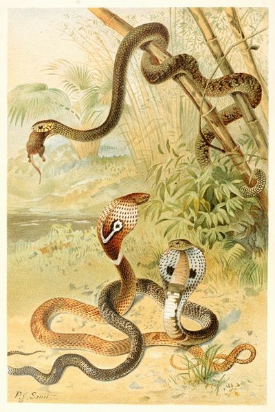 Bat-snake and cobras